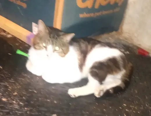 Albert