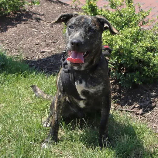 Logan's Pup Jacques