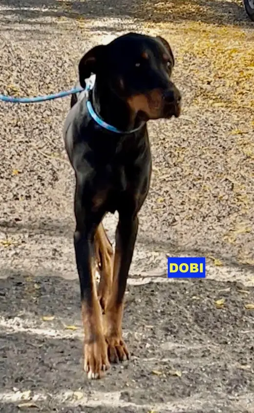 DOBI