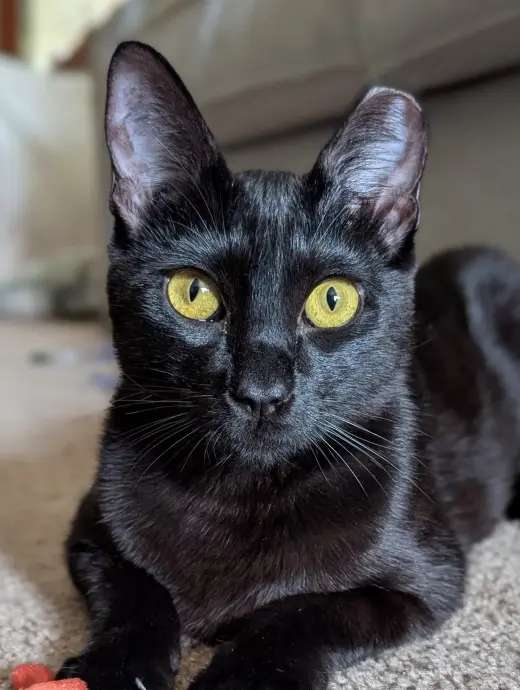 Curiosity