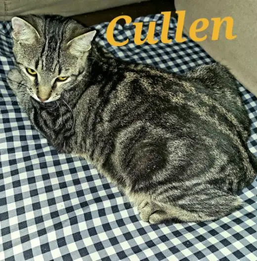 Cullen