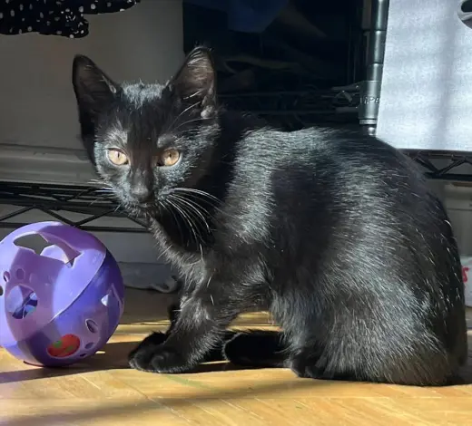 Clementine
