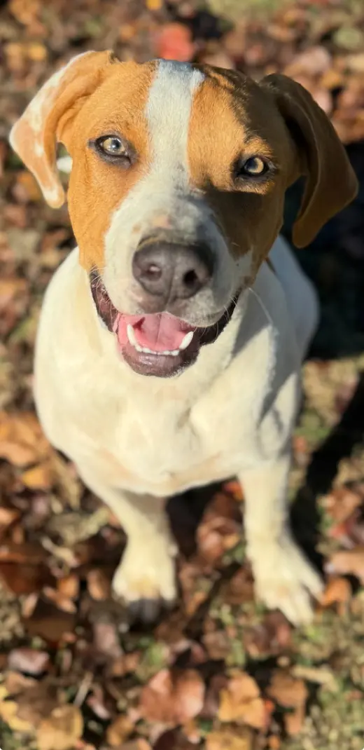 Buddy