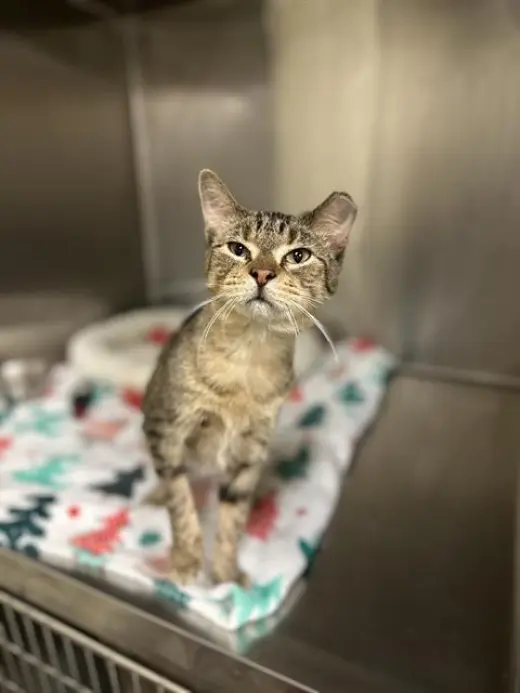 PRECIOUS