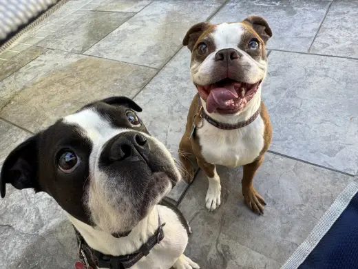 Buddy & Obi