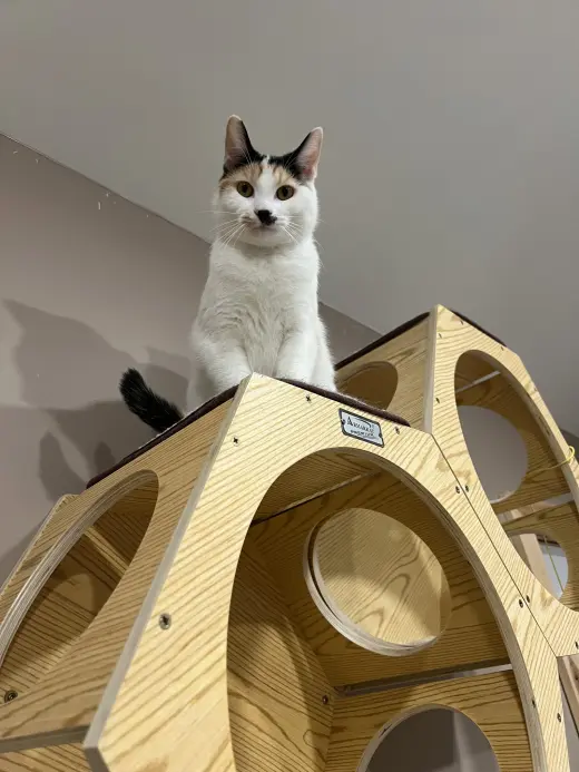 Chloe