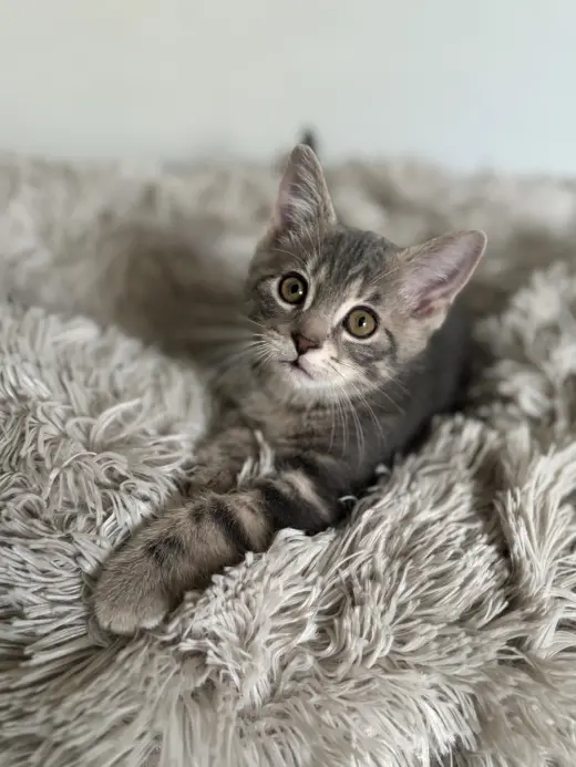Cosmo