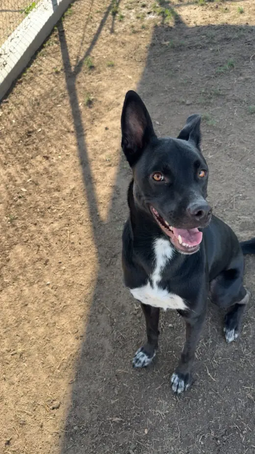 Milo