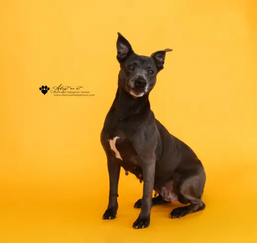 Chyanne-Adoption Fee $75! Diamond Dog!