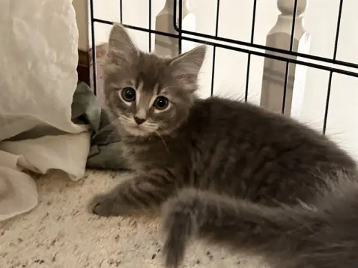 FREYJA