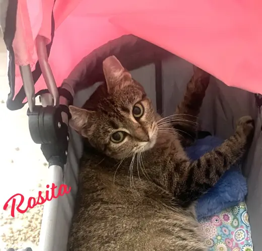 Rosita #calm-bedfellow