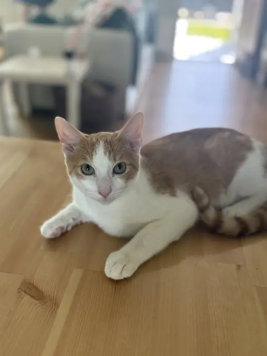 Felix