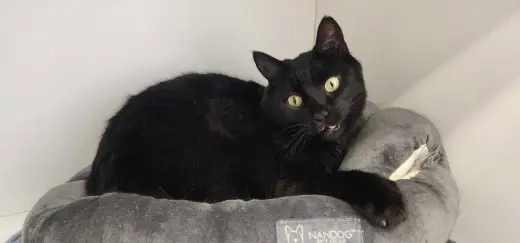 Thachery Binx