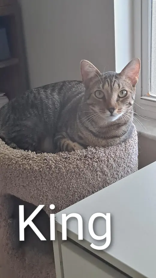 King (0910)