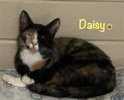 Daisy