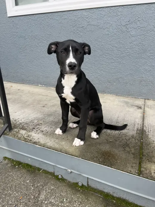 Oreo