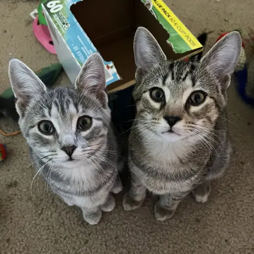Journey (bonded with Trixter)