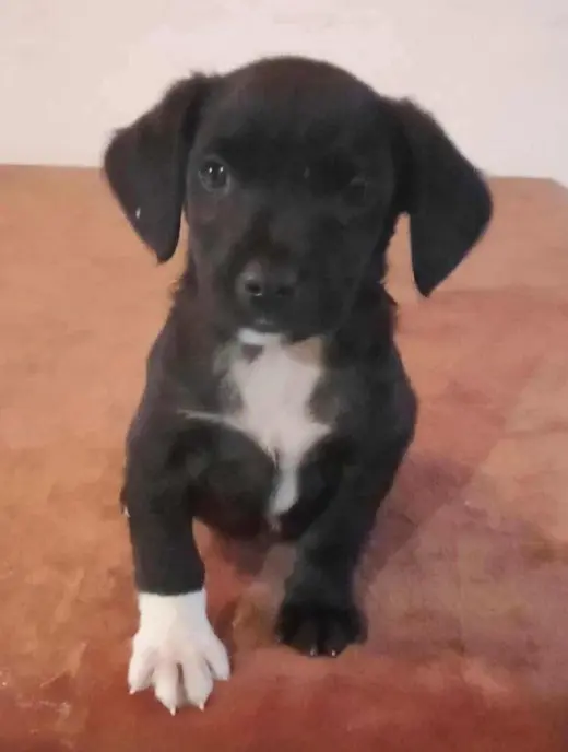 Jet