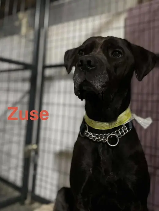 Zuse