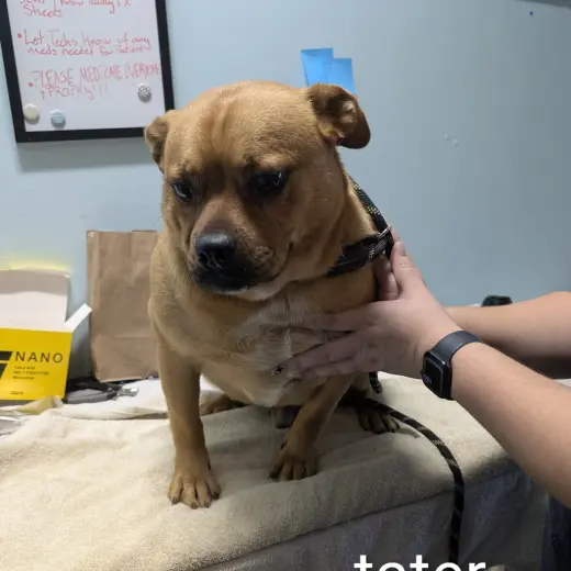 TATER