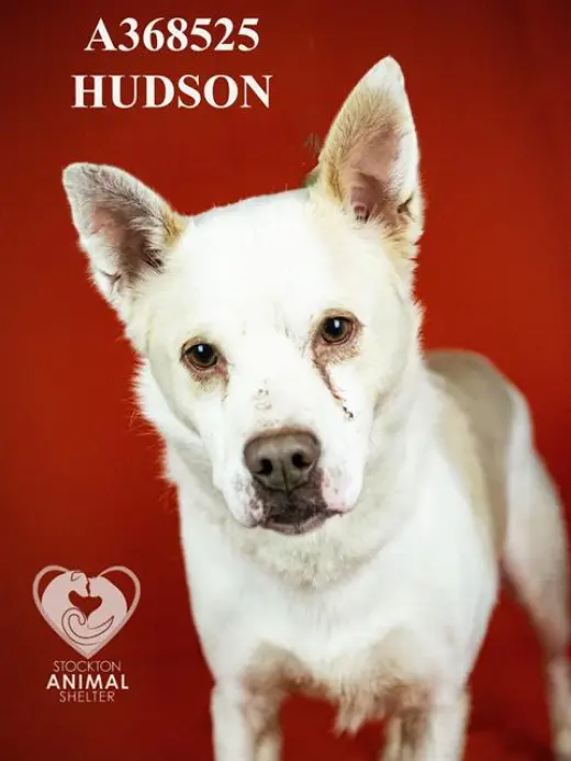 HUDSON