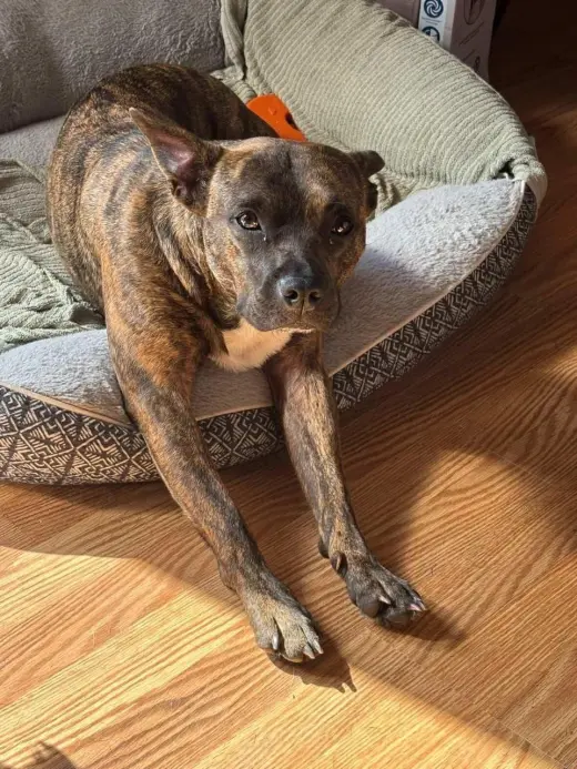 Sissy - The Three Legged Sweetheart