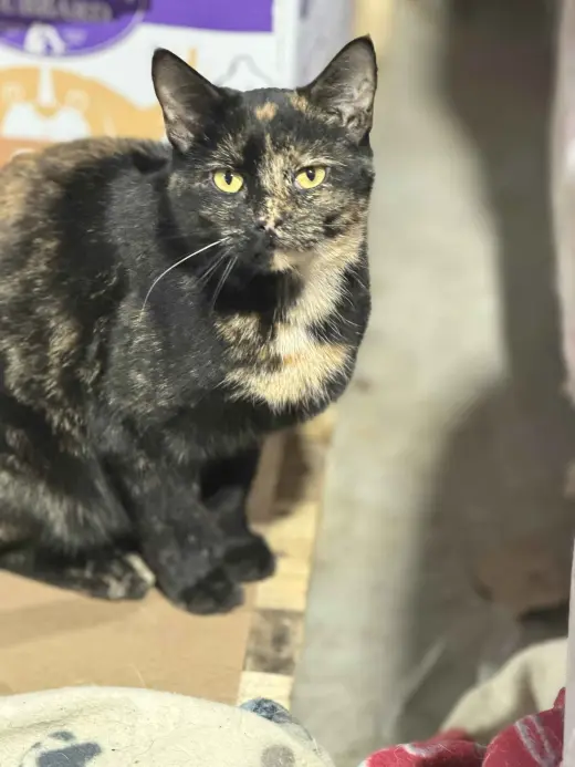 Alisha (Kitty)