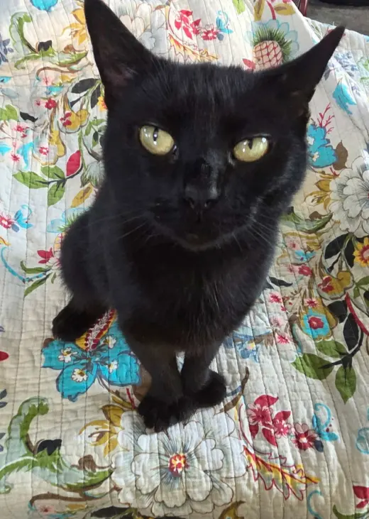 Wendy (Kitty)