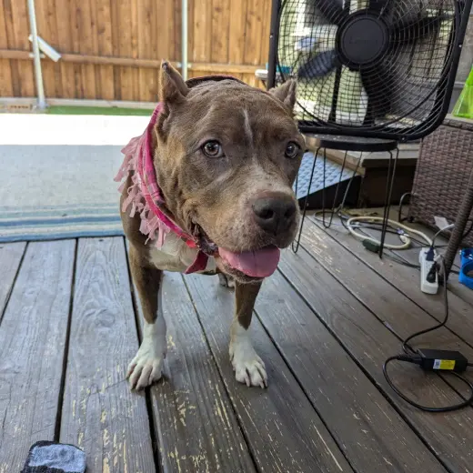 Freyja