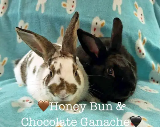 Chocolate Ganache