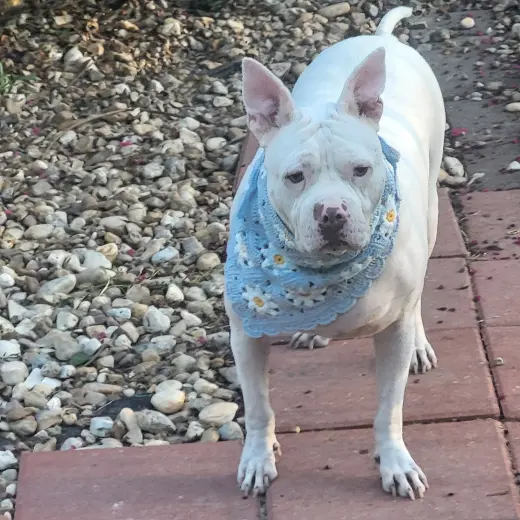 Hannah - A Sweet Special Girl Looking for a Home