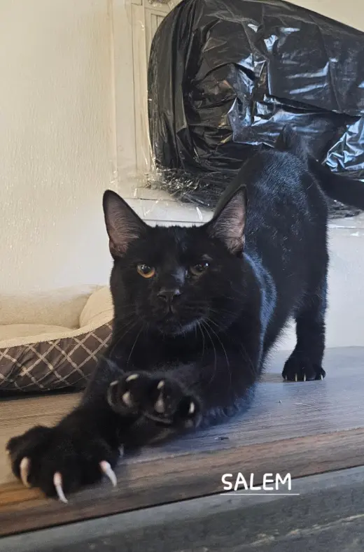 SALEM