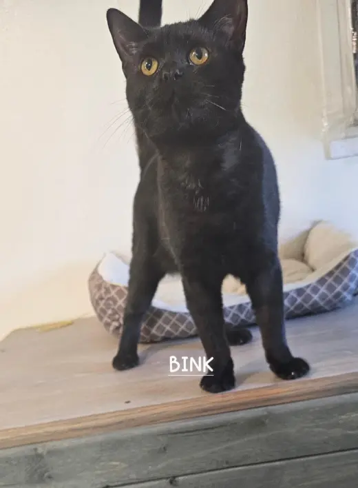 Binx