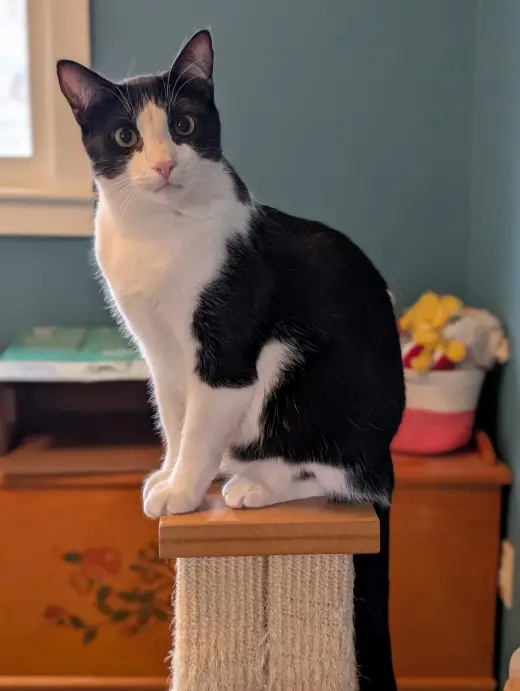 Miss Iris