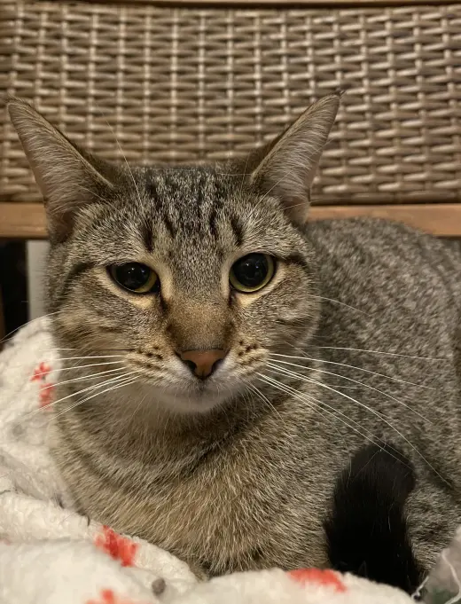 Cleopatra
