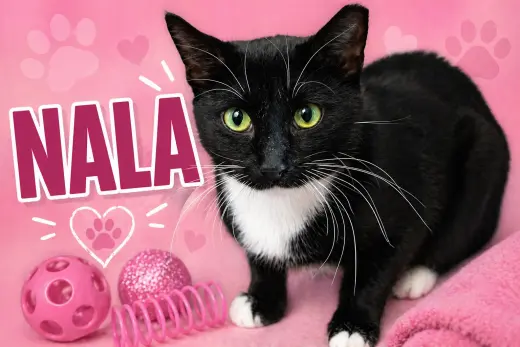 Nala (FCID# 07/01/2025 - 539 Glen Mills foster) C
