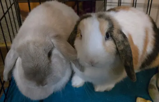 Winter & Magumi Rabbit