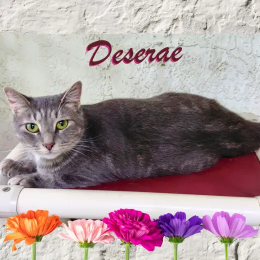 Deserae