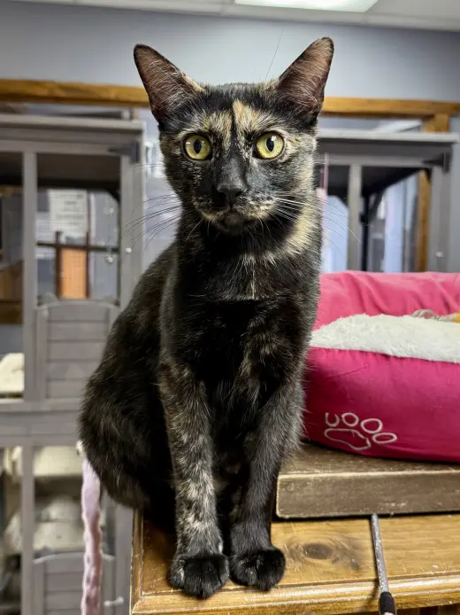 CAT - Marigold