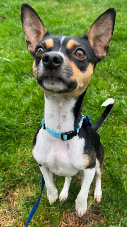 Hugo