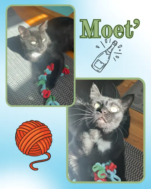 Moet’ the polydactyl