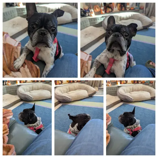 Chester