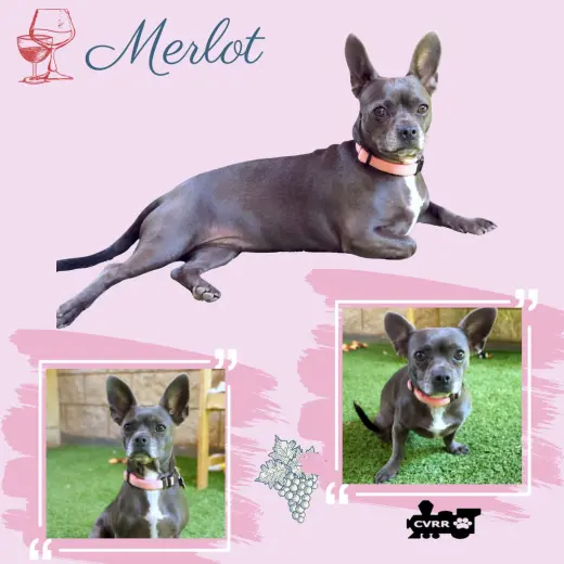 Merlot