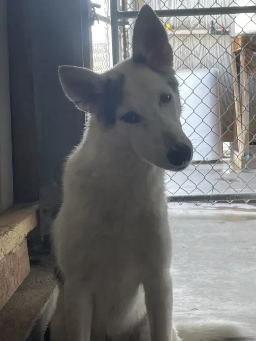 Timber
