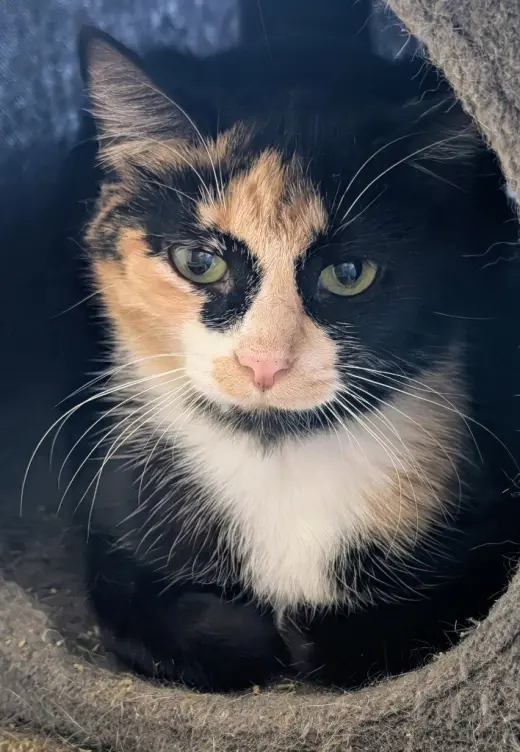 Georgia