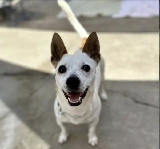 Auggie 0125