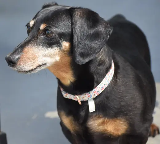 Dixie in TN (looking for a forever foster)