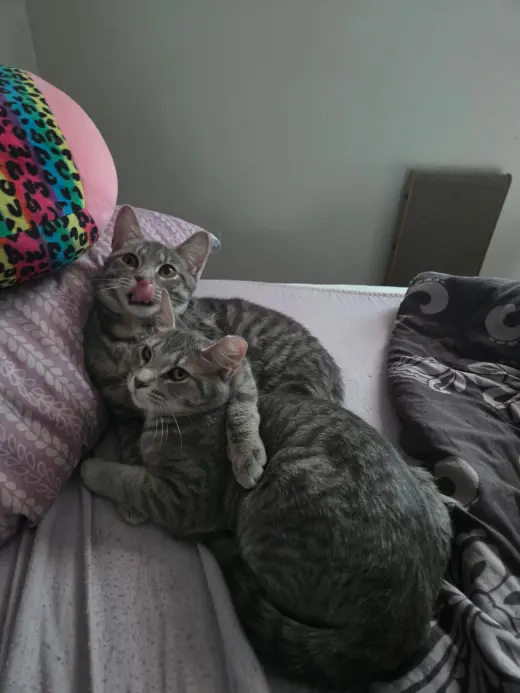 Stockholm & Nova