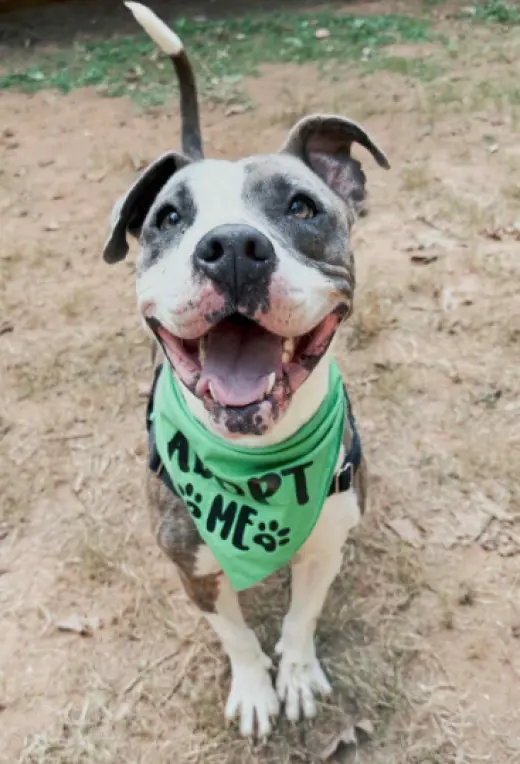 Pretty Princess FOSTER NEEDED TOO!