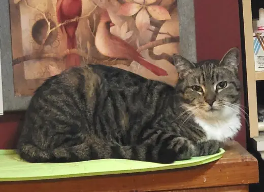 Desdemona